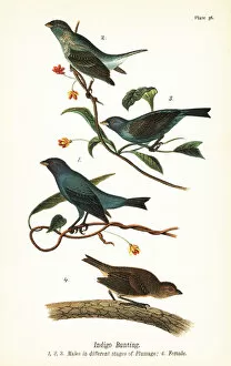 Color Lithograph Gallery: Indigo bunting, Passerina cyanea, males in different stages of plumage 1, 2, 3, and female 4