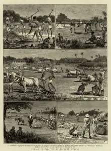 Indigo Cultivation in Tirhoot, Bengal (engraving) Indigo Cultivation in Tirhoot, Bengal (engraving)