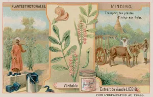 Indigo and Its Transport from India (chromolitho) Indigo and Its Transport from India (chromolitho)