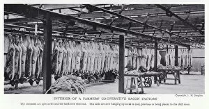 Interior of a farmers co-operative bacon factory (b / w photo)