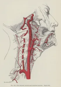 The internal carotid and vertbral arteries, right side (engraving) The internal carotid and vertbral arteries, right side (engraving)