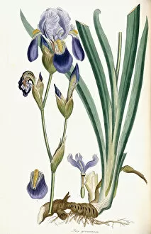 Austrian Artist Collection: Iris Germanica, 1847 (hand-coloured engraving)