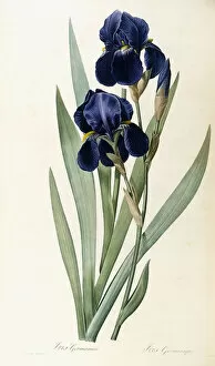 No One Gallery: Iris Germanica (German Iris), 1805-1816 (stipple-engraving printed in colours