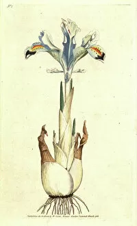 Jessie Willcox Smith Gallery: Iris (Persian rose) - Persian iris, Iris persica. Handcolured copperplate engraving after a botanical illustration by