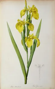 Iris Pseudacorus, from Les Liliacees, 1805 (coloured engraving) Iris Pseudacorus, from Les Liliacees, 1805 (coloured engraving)