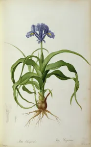 Iris Scorpioides, from Les Liliacees, 1805 (coloured engraving) Iris Scorpioides, from Les Liliacees, 1805 (coloured engraving)