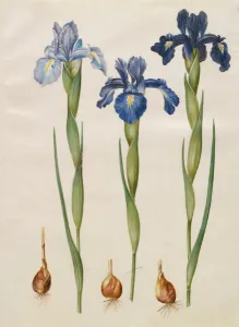 Iris xiphiodes from the album Gottorfer Codex, c.1650 (gouache on parchment) Iris xiphiodes from the album Gottorfer Codex, c.1650 (gouache on parchment)
