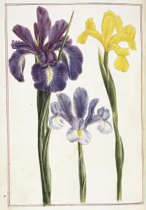 Irises, 18th century (watercolour and bodycolour) Irises, 18th century (watercolour and bodycolour)