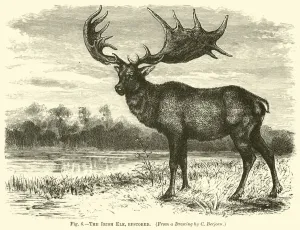 The Irish Elk, restored (engraving) The Irish Elk, restored (engraving)