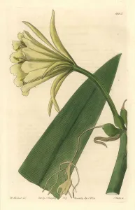 Ismene, Narcissus or Daffodil of Peru - Strong Water by S. Watts from an illustration by Sarah Anne Drake (1803-1857) Ismene, Narcissus or Daffodil of Peru - Strong Water by S. Watts from an illustration by Sarah Anne Drake (1803-1857)