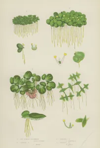 Ivy-Leaved Duckweed, Lesser Duckweed, Greater Duckweed, Gibbous Duckweed (colour litho) Ivy-Leaved Duckweed, Lesser Duckweed, Greater Duckweed, Gibbous Duckweed (colour litho)