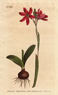 Ixia pink. of the South African lilies family, described with bulb and leaves