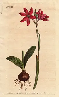 Ixia pink. of the South African lilies family, described with bulb and leaves Ixia pink. of the South African lilies family, described with bulb and leaves