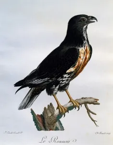 Jackal Buzzard (Buteo rufofuscus), engraving from Histoire Naturelle des Oiseaux d' Jackal Buzzard (Buteo rufofuscus), engraving from Histoire Naturelle des Oiseaux d'