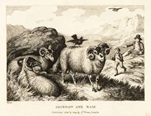 A jackdaw sings on the back of a ram. 1811 (etching) A jackdaw sings on the back of a ram. 1811 (etching)