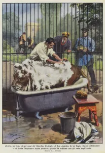 Jackie, a six-year-old lion from the Los Angeles Zoological Garden, takes a lukewarm bath... (colour litho) Jackie, a six-year-old lion from the Los Angeles Zoological Garden, takes a lukewarm bath... (colour litho)