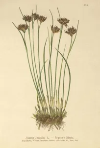 Jacquin's Rush (Juncus Jacquini) (colour litho) Jacquin's Rush (Juncus Jacquini) (colour litho)