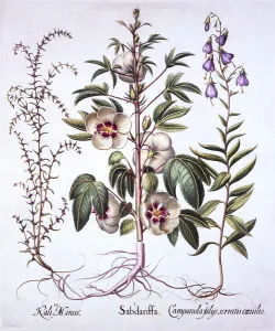 Jamaica Sorrel, Bellflower and Prickly Saltwort, from Hortus Eystettensis Jamaica Sorrel, Bellflower and Prickly Saltwort, from Hortus Eystettensis