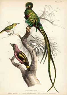 Jamaican tody, respendlent quetzal and banded broadbill. 1855 (lithograph) Jamaican tody, respendlent quetzal and banded broadbill. 1855 (lithograph)