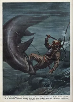 A Japanese diver with a scaphandler was devoured by a shark in the Pacific Ocean A Japanese diver with a scaphandler was devoured by a shark in the Pacific Ocean