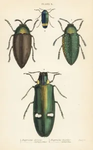 Jewel beetles: Buprestis chrysis 1, Buprestis sternicornis 2, Buprestis bicolor 3, Buprestis amoena 4 Jewel beetles: Buprestis chrysis 1, Buprestis sternicornis 2, Buprestis bicolor 3, Buprestis amoena 4