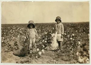 Jewel and Harold Walker, 6 and 5 years old, pick 20 to 25 pounds of cotton a day at Jewel and Harold Walker, 6 and 5 years old, pick 20 to 25 pounds of cotton a day at