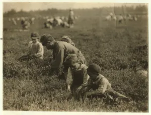 Jo Arnao 3, picking cranberries with his brother 6 and sister 9 at Whites Bog Jo Arnao 3, picking cranberries with his brother 6 and sister 9 at Whites Bog