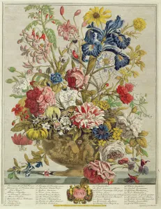 June, from Twelve Months of Flowers by Robert Furber (c June, from Twelve Months of Flowers by Robert Furber (c