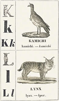 Feline Gallery: K L: Kamichi -- Lynx, 1850 (engraving)