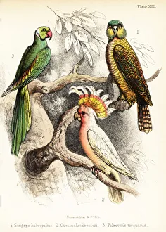 Kakapo, Major Mitchell's cockatoo and Alexandrine parakeet. 1855 (lithograph) Kakapo, Major Mitchell's cockatoo and Alexandrine parakeet. 1855 (lithograph)