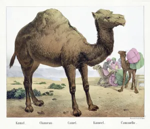 Kamel. / Chameau. / Camel. / Kameel. / Cammello, pub. Mid 19th Century Kamel. / Chameau. / Camel. / Kameel. / Cammello, pub. Mid 19th Century