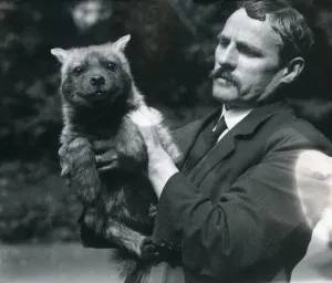 Keeper Charles Dixon holding up a baby hyaena at London Zoo, 1919 (b/w photo) Keeper Charles Dixon holding up a baby hyaena at London Zoo, 1919 (b/w photo)