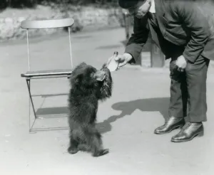 Keeper Harry Warwick bottle feeds a Sloth Bear cub at London Zoo, August 1921 (b/w photo) Keeper Harry Warwick bottle feeds a Sloth Bear cub at London Zoo, August 1921 (b/w photo)