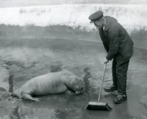 A Keeper sweeps the Walrus pool, London Zoo, August 1924 (b/w photo) A Keeper sweeps the Walrus pool, London Zoo, August 1924 (b/w photo)