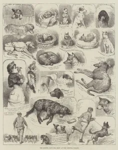 The Kennel Club Dog Show at the Crystal Palace (engraving) The Kennel Club Dog Show at the Crystal Palace (engraving)
