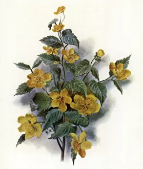 Kerria Japonica (colour litho)