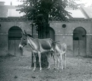 A Kiang/Tibetan Wild Ass/Khyang/Gorkhar and her foal standing under a tree in their A Kiang/Tibetan Wild Ass/Khyang/Gorkhar and her foal standing under a tree in their