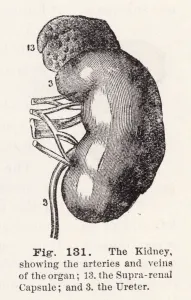 The kidney, showing the arteries and veins of the organ (engraving) The kidney, showing the arteries and veins of the organ (engraving)
