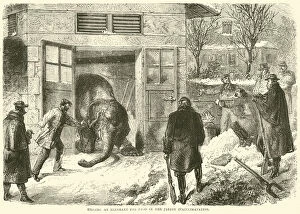 Killing an elephant for food in the Jardin d'Acclimatation, November 1870 (engraving)