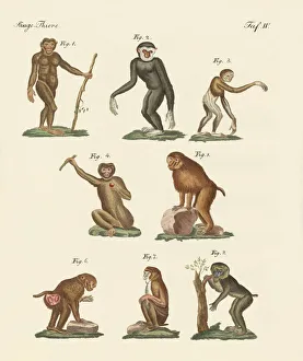 Eight kinds of monkeys (coloured engraving) Eight kinds of monkeys (coloured engraving)