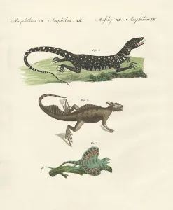 Three kinds of strange lizards (coloured engraving) Three kinds of strange lizards (coloured engraving)