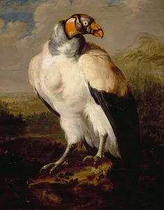 King Vulture, painting by Dutch unknown artist, Netherlands, 17th century King Vulture, painting by Dutch unknown artist, Netherlands, 17th century