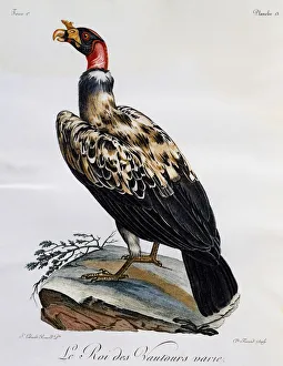 King Vulture (Sarcoramphus papa), engraving from Histoire Naturelle des Oiseaux d' King Vulture (Sarcoramphus papa), engraving from Histoire Naturelle des Oiseaux d'