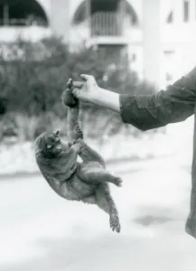 A kinkajou suspended from a keepers finger by its prehensile tail, London Zoo A kinkajou suspended from a keepers finger by its prehensile tail, London Zoo