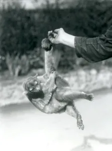 A Kinkajou suspended from a keepers finger by its prehensile tail, London Zoo A Kinkajou suspended from a keepers finger by its prehensile tail, London Zoo