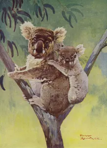 Koala bear abd joey in a eucalyptus tree, Australia (colour litho) Koala bear abd joey in a eucalyptus tree, Australia (colour litho)