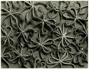 Koelpinia Linearis. 1929 (photogravure) Koelpinia Linearis. 1929 (photogravure)