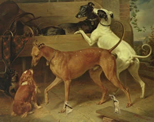 King Charles Collection: Krugers Dogs, 1855 (oil on canvas)
