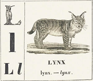 Lynx Gallery: L for Lynx, 1850 (engraving)