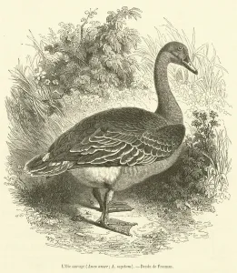Anser Gallery: L Oie sauvage, Anas anser, A segetum (engraving)
